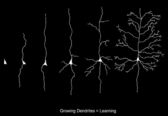 dendrites