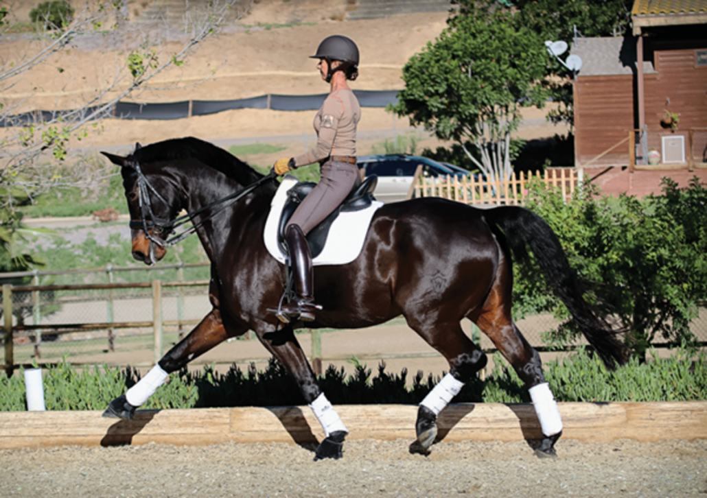 dressage position posture