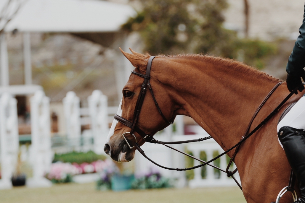 from back to front collection connection dressage equestrian horsebackriding tips