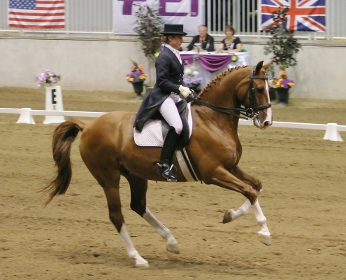 speed dressage canter trot advice tips fitness horsebackriding equestrian