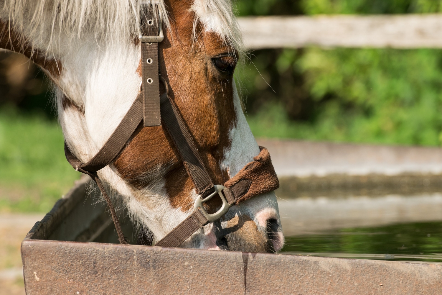 Does your horse drink or urinate too much? These are the possible causes