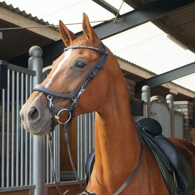 Presteq. The most comfortable bridle for your horse? DressagePro